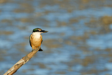 Sacred Kingfisher perched on a stick looking for a catch