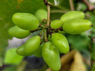 A small cluster of immature light green grapes hangs from the stem with large green leaves in the...