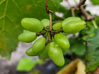 A small cluster of immature light green grapes hangs from the stem with large green leaves in the...