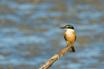 Sacred Kingfisher perched on a stick looking for a catch