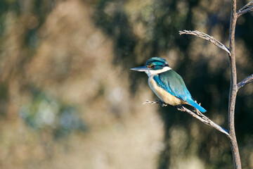 Sacred Kingfisher perched on a branch