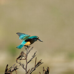 Sacred Kingfisher taking off from a branch