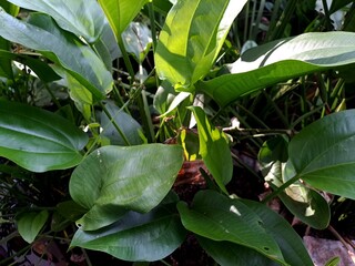 Echinodorus palifolius, also known as Mexican sword plant is an emerged aquatic plant in the Alismataceae. It has a rather odd, discontinuous range, native to Brazil (Minas Gerais and Bahia), Peru, Ur