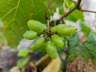 A small cluster of immature light green grapes hangs from the stem with large green leaves in the...