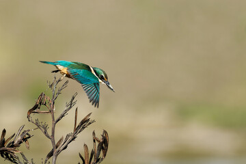 Sacred Kingfisher taking off from a branch