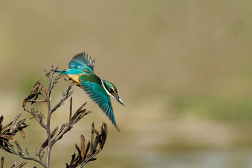 Sacred Kingfisher taking off from a branch