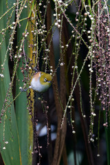 Silvereye plucking flowers in the bushes