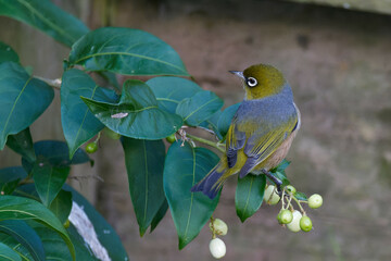 Silvereye plucking flowers in the bushes