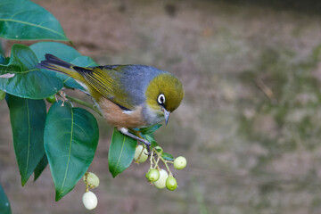 Silvereye plucking flowers in the bushes