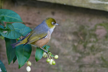 Silvereye plucking flowers in the bushes