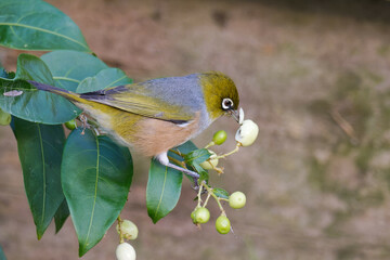 Silvereye plucking flowers in the bushes