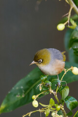Silvereye plucking flowers in the bushes