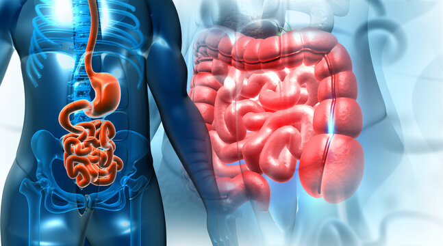 Human stomach and digestive system anatomy. 3d illustration