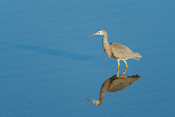 White faced Heron in a lake on a sunny winter morning