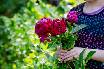 Closeup of little school girl holding blooming dark pink peonies in garden. Happy child enjoying...