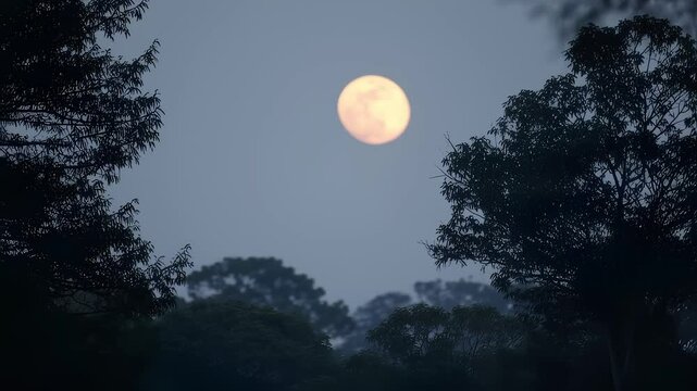 Moon Ascending Over Misty Forest