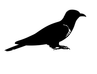  Cuckoo in silhouette on white background 
