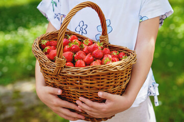 Close-up of a girl holding a big basket full of ripe, sweet strawberries. Real life, real people moment of childhood joy, harvest, and summer fun in nature.