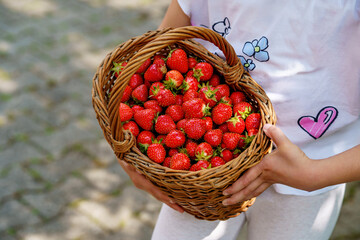 Close-up of a girl holding a big basket full of ripe, sweet strawberries. Real life, real people moment of childhood joy, harvest, and summer fun in nature.