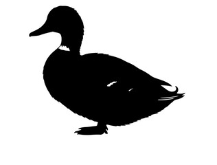 Duck in silhouette on white background.