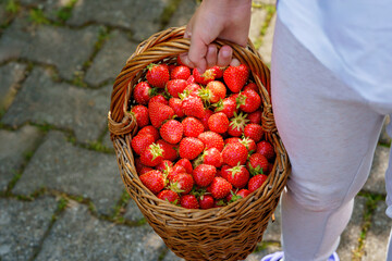 Close-up of a girl holding a big basket full of ripe, sweet strawberries. Real life, real people moment of childhood joy, harvest, and summer fun in nature.