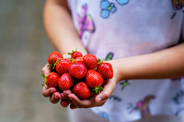 Close-up of a girl holding ripe, sweet strawberries in her hand. Real life, real people moment of childhood joy, summer harvest, and outdoor fun in nature