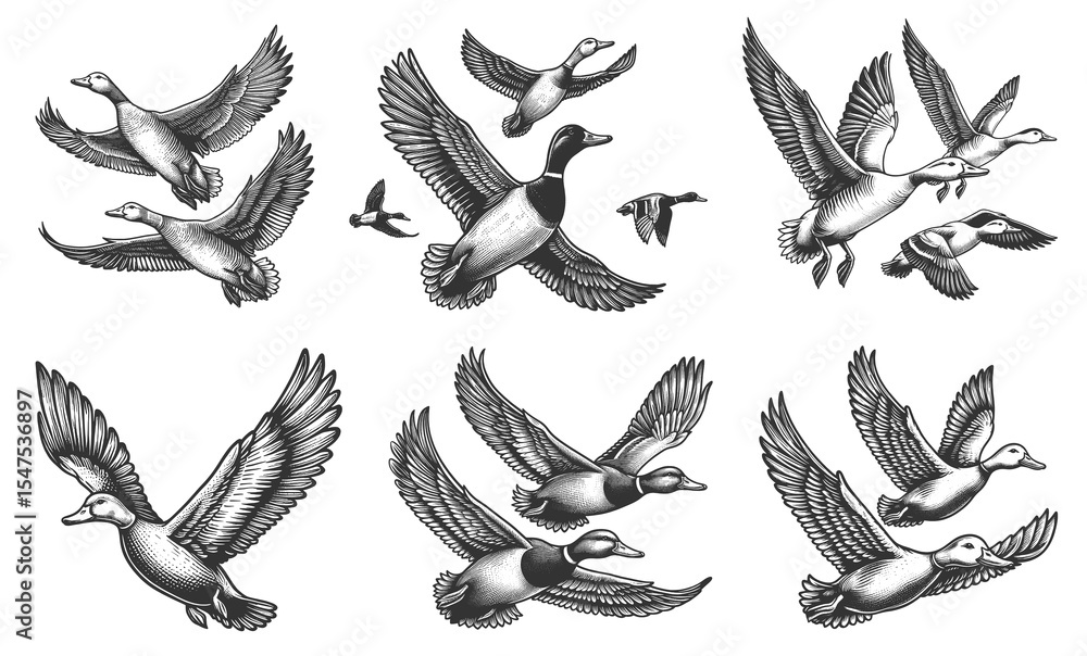 Poster ducks in mid-flight set collection bundle sketch engraving generative ai raster illustration. scratc