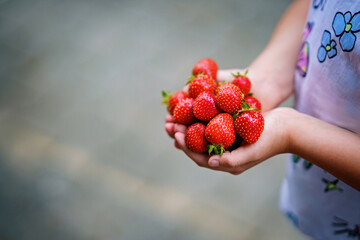 Close-up of a girl holding ripe, sweet strawberries in her hand. Real life, real people moment of childhood joy, summer harvest, and outdoor fun in nature