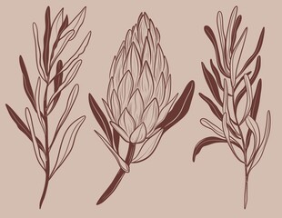 Protea flowers and brunch line art drawing. Minimal design for card beige background. Botanical continuous line drawing.Protea illustration	