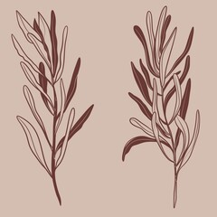 Protea flowers and brunch line art drawing. Minimal design for card beige background. Botanical continuous line drawing.Protea illustration	