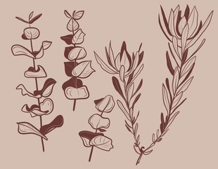Protea flowers and brunch line art drawing. Minimal design for card beige background. Botanical continuous line drawing.Protea illustration	