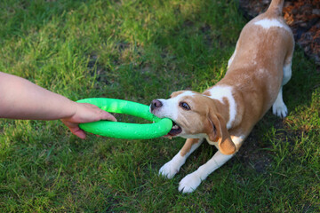 Happy beagle playing with green toy ring with man outdoors