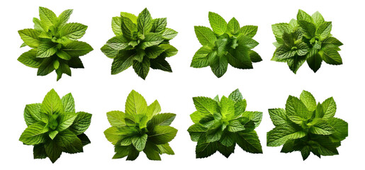 Fresh Mint Leaves Collection Isolated on White Background, Isolated on Transparent, white background