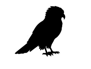 Hawk silhouette on white background.
