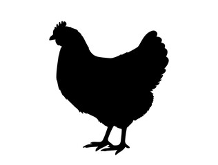 Hen in silhouette on white background side.