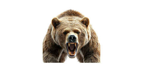Obraz premium Aggressive Grizzly Bear Roaring. Wildlife Power And Dominance In Nature Isolated On Transparent Background