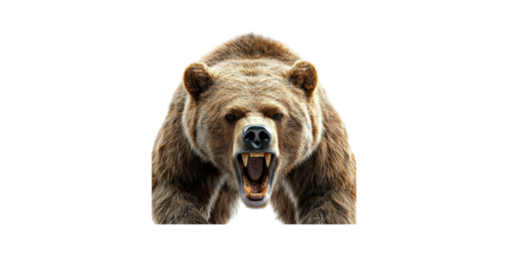 Aggressive Grizzly Bear Roaring. Wildlife Power And Dominance In Nature Isolated On Transparent Background