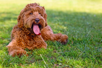 American Labradoodle puppy panting in the grass
Dog, pet, mammal, companion animal, friend, housemate, breed, mixed breed
