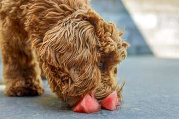 Dog eating watermelon
Pet, mammal, companion animal, dog, American Labradoodle, puppy, friend,...