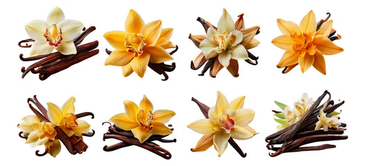 Elegant Arrangement of Colorful Orchids and Vanilla Pods on Display, Isolated on Transparent, white background