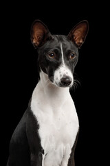 Close-up Portrait of a white and black basenji dog on an isolated black background, front view