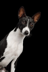 Close-up Portrait of a white and black basenji dog on an isolated black background, front view