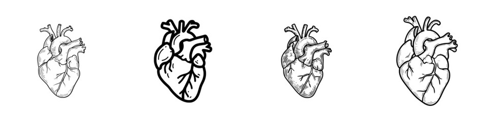 Fototapeta premium Modern illustration of the human organ, a thin line icon of the anatomical heart