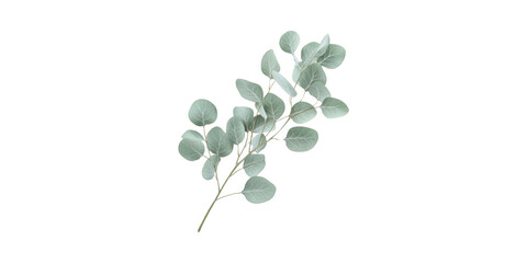 Obraz premium Eucalyptus Branch With Green Leaves. Symbol Of Nature And Freshness Isolated On Transparent Background