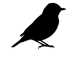 Vector image of Alpine thrush in silhollouette vector image.