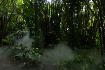 Travel through the thickets of Yanoda Park, Hainan