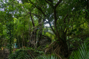 Travel through the thickets of Yanoda Park, Hainan
