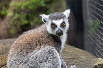 Lemur in the zoo, Warsaw, Poland