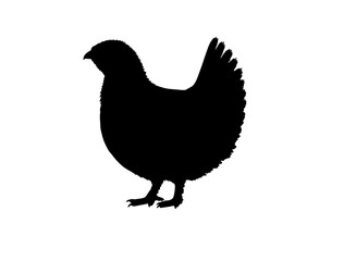 Obraz premium Vector image of Altai snowcock in silhollouette vector image.