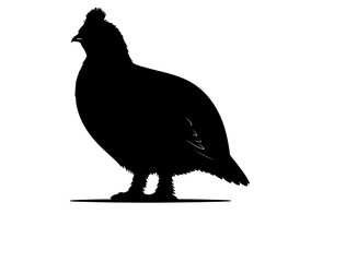 Vector image of Altai snowcock in silhollouette vector image white baclground.